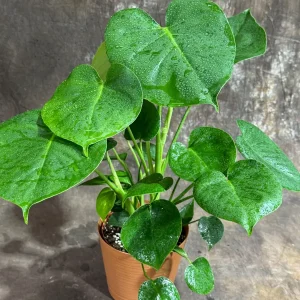 Monstera Deliciosa Live Plant - Easy Care Indoor Houseplant - Air Purifier - Image 3