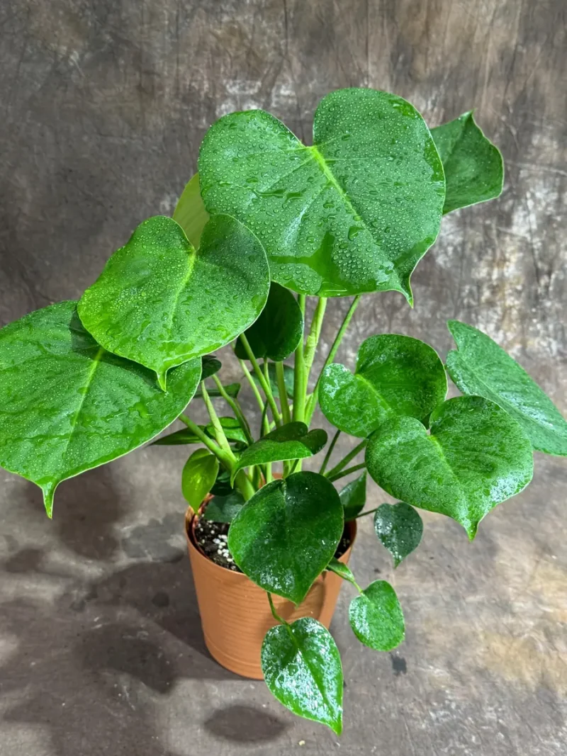 silver sword philodendron Silver Sword Kokedama