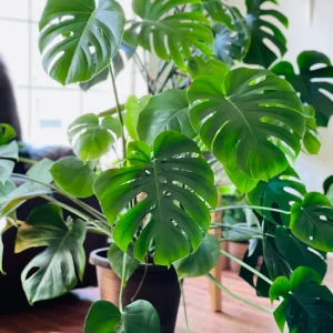 Monstera Deliciosa Live Plant - Easy Care Indoor Houseplant - Air Purifier - Image 1