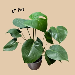 Monstera Deliciosa Live Plant - Easy Care Indoor Houseplant - Air Purifier - Image 4