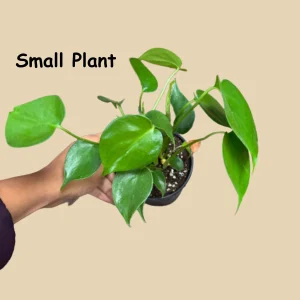 Monstera Deliciosa Live Plant - Easy Care Indoor Houseplant for Low Light - Image 5