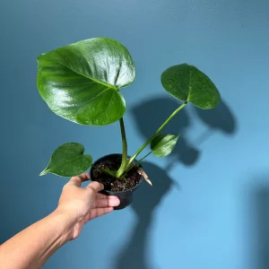 Monstera Deliciosa Live Plant - Easy Care Indoor Houseplant for Low Light - Image 7
