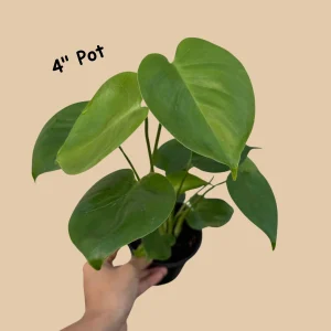 Monstera Deliciosa Live Plant - Easy Care Indoor Houseplant - Air Purifier - Image 7