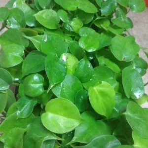 Monstera Deliciosa Live Plant – Edible Fruit – 4 inch Nursery Pot Starter - Image 2