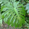 Monstera Deliciosa Live Plant – Edible Fruit – 4 inch Nursery Pot Starter - Image 1