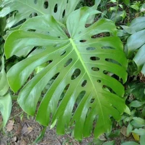 Monstera Deliciosa Live Plant – Edible Fruit – 4 inch Nursery Pot Starter - Image 1