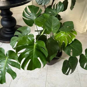 Monstera Deliciosa Live Plant – Mature 3ft Wide in 2 Gallon Pot – Indoor Large Plant - Image 2