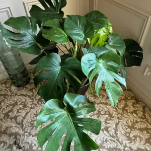 Monstera Deliciosa Live Plant – Mature 3ft Wide in 2 Gallon Pot – Indoor Large Plant - Image 3