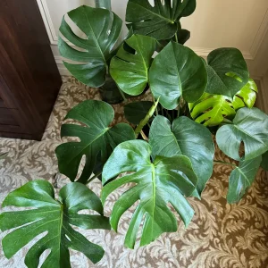 Monstera Deliciosa Live Plant – Mature 3ft Wide in 2 Gallon Pot – Indoor Large Plant - Image 1