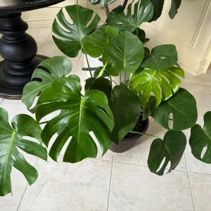 Monstera Deliciosa Live Plant – Mature 3ft Wide in 2 Gallon Pot – Indoor Large Plant - Image 4
