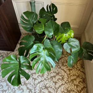 Monstera Deliciosa Live Plant – Mature 3ft Wide in 2 Gallon Pot – Indoor Large Plant - Image 5