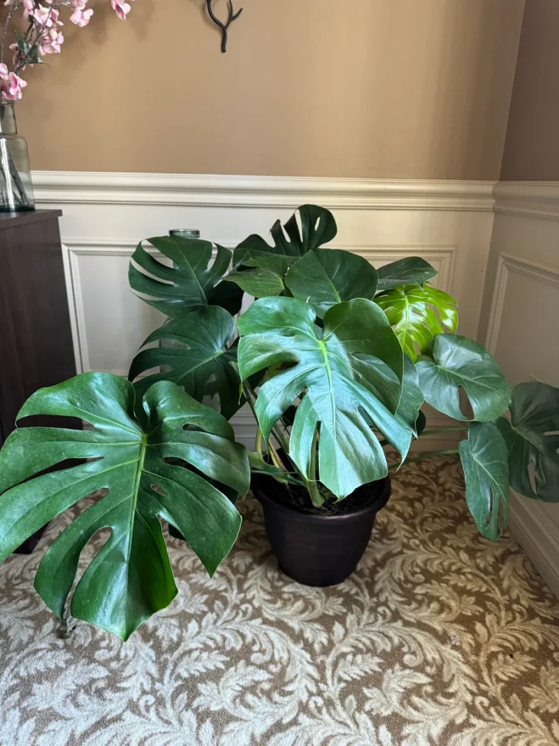 monstera adansonii ampel Monstera adansonii (Monkey leaf) (S) kaufen