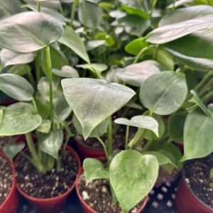 Monstera Deliciosa Live Plant - Swiss Cheese Houseplant for Indoor, 4-6 inch Pot - Image 4