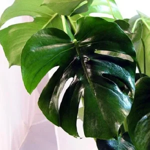 Monstera Deliciosa Split Leaf Philodendron Live Plant 6" Pot - Indoor - Image 2