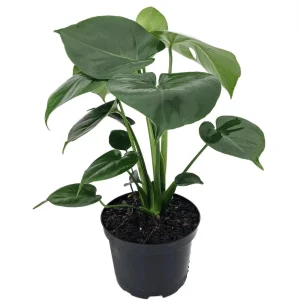Monstera Deliciosa Split Leaf Philodendron Live Plant 6" Pot - Indoor - Image 1