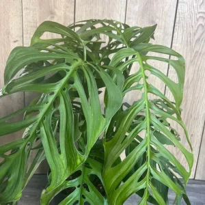 Monstera Esqueleto Live Plant - Large 10 inch Pot, Rare Aroid, Indoor - Image 3