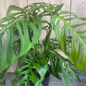 Monstera Esqueleto Live Plant - Large 10 inch Pot, Rare Aroid, Indoor - Image 1