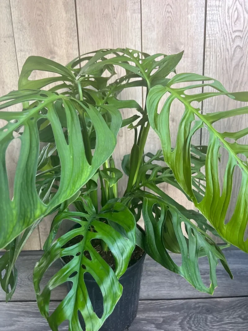 Monstera Esqueleto Live Plant - Large 10" Pot