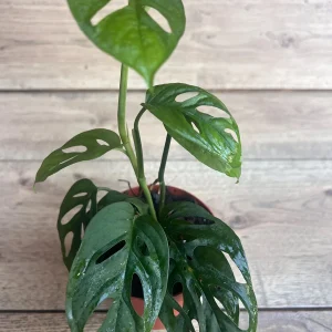 Monstera Esqueleto Live Plant – Rare Aroid with Fenestrated Leaves – 4 inch Pot – Indoor - Image 2