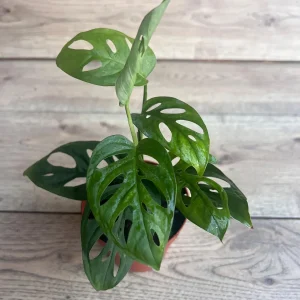 Monstera Esqueleto Live Plant – Rare Aroid with Fenestrated Leaves – 4 inch Pot – Indoor - Image 3