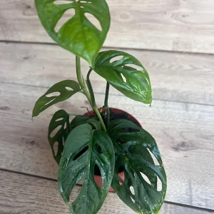 Monstera Esqueleto Live Plant – Rare Aroid with Fenestrated Leaves – 4 inch Pot – Indoor - Image 5