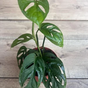 Monstera Esqueleto Live Plant – Rare Aroid with Fenestrated Leaves – 4 inch Pot – Indoor - Image 7