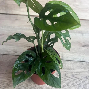 Monstera Esqueleto Live Plant – Rare Aroid with Fenestrated Leaves – 4 inch Pot – Indoor - Image 8