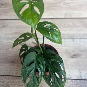 Monstera Esqueleto Live Plant – Rare Aroid with Fenestrated Leaves – 4 inch Pot – Indoor - Image 9