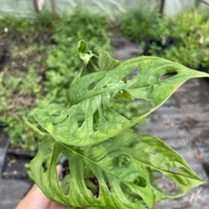 Monstera Obliqua Expilata Live Plant - Swiss Cheese Vine in 3.5 inch Pot - Image 2