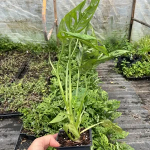 Monstera Obliqua Expilata Live Plant - Swiss Cheese Vine in 3.5 inch Pot - Image 3