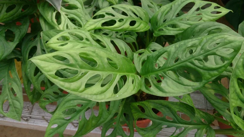 philodendron and pothos Popular Pothos Plants 6-pack: Trailing / Hanging Vines & Variegated Pl   Altman Plants