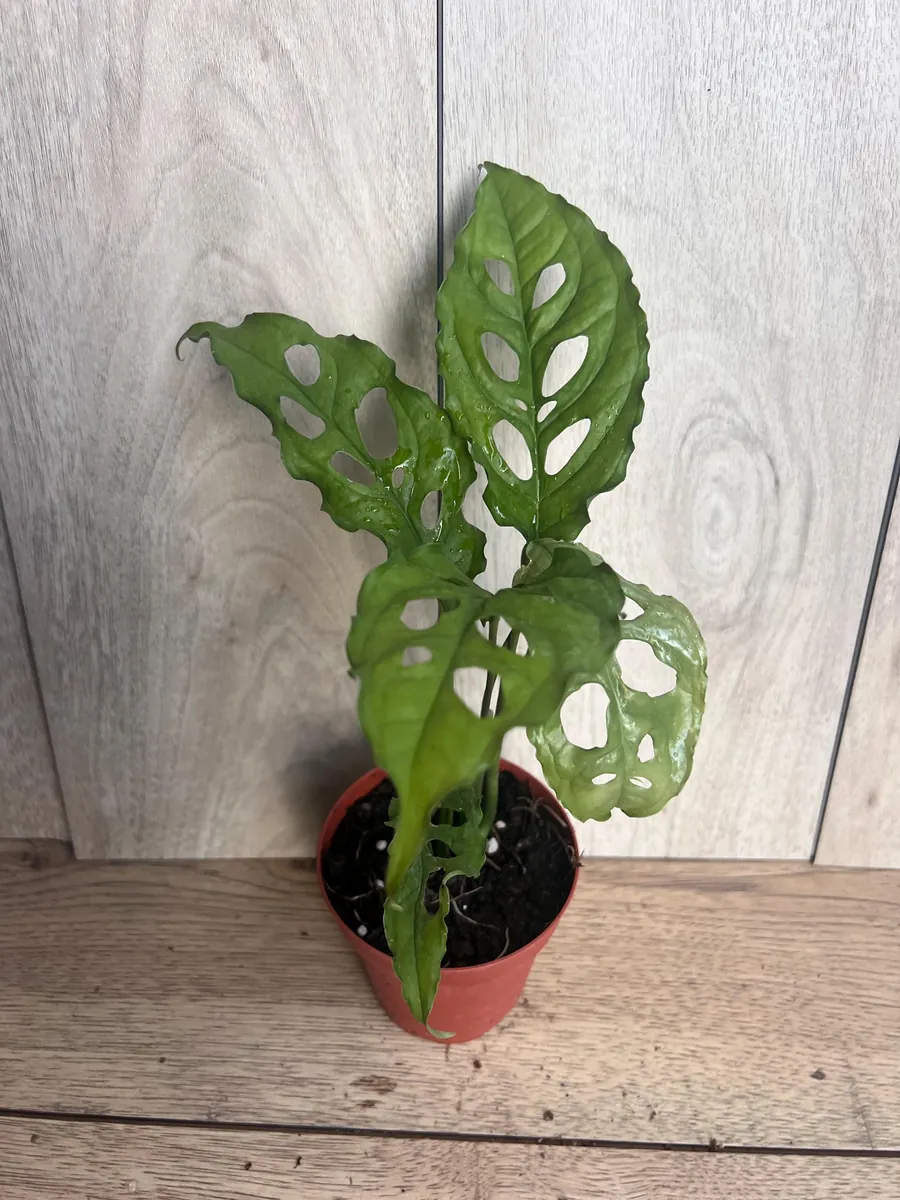 Monstera Obliqua Peru Live Plant – 4 inch Pot – Rare Tropical Houseplant - Image 2