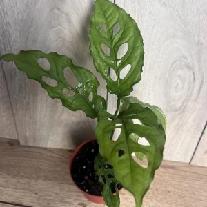 Monstera Obliqua Peru Live Plant – 4 inch Pot – Rare Tropical Houseplant - Image 3