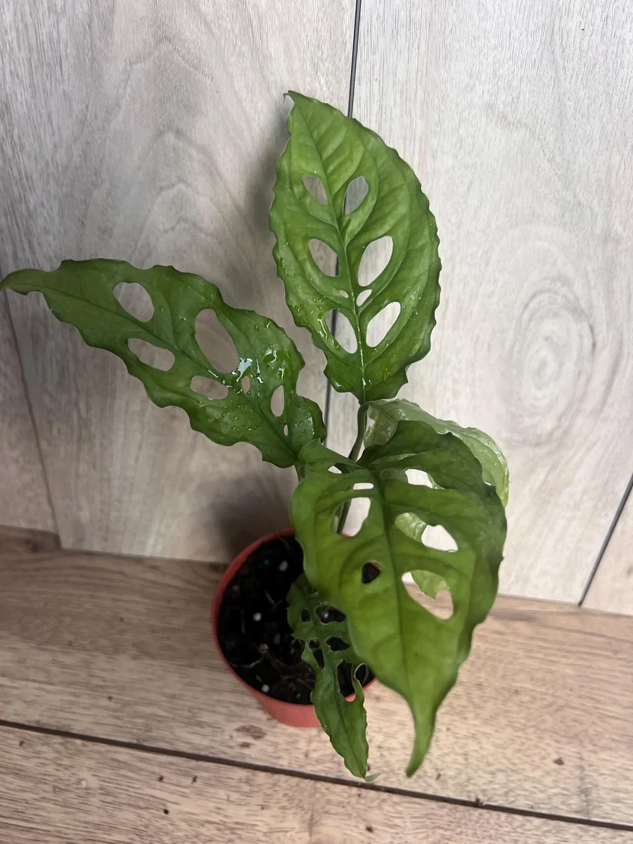 Monstera Obliqua Peru Live Plant – 4 inch Pot – Rare Tropical Houseplant - Image 3