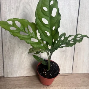 Monstera Obliqua Peru Live Plant – 4 inch Pot – Rare Tropical Houseplant - Image 1