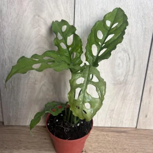 Monstera Obliqua Peru Live Plant – 4 inch Pot – Rare Tropical Houseplant - Image 4