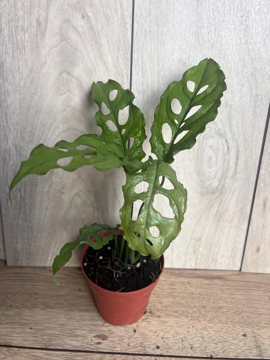 Monstera Obliqua Peru Live Plant – 4 inch Pot – Rare Tropical Houseplant - Image 4