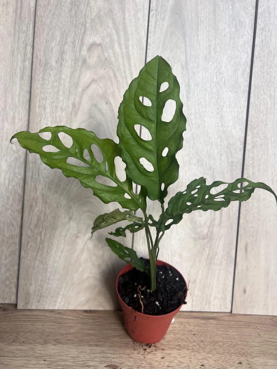Monstera Obliqua Peru Live Plant – 4 inch Pot – Rare Tropical Houseplant - Image 5