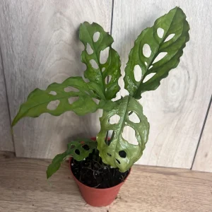 Monstera Obliqua Peru Live Plant – 4 inch Pot – Rare Tropical Houseplant - Image 6