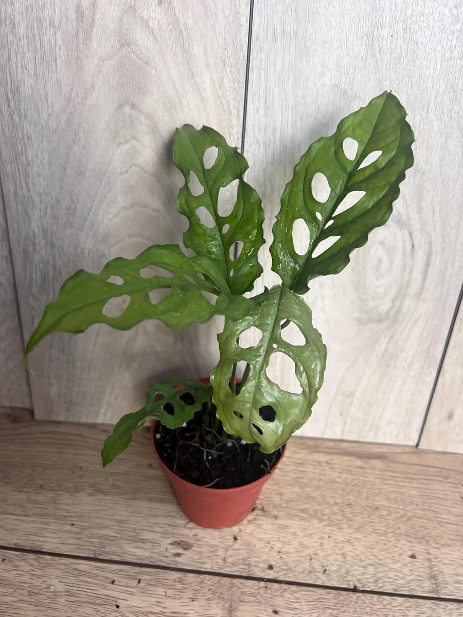 Monstera Obliqua Peru Live Plant – 4 inch Pot – Rare Tropical Houseplant - Image 6