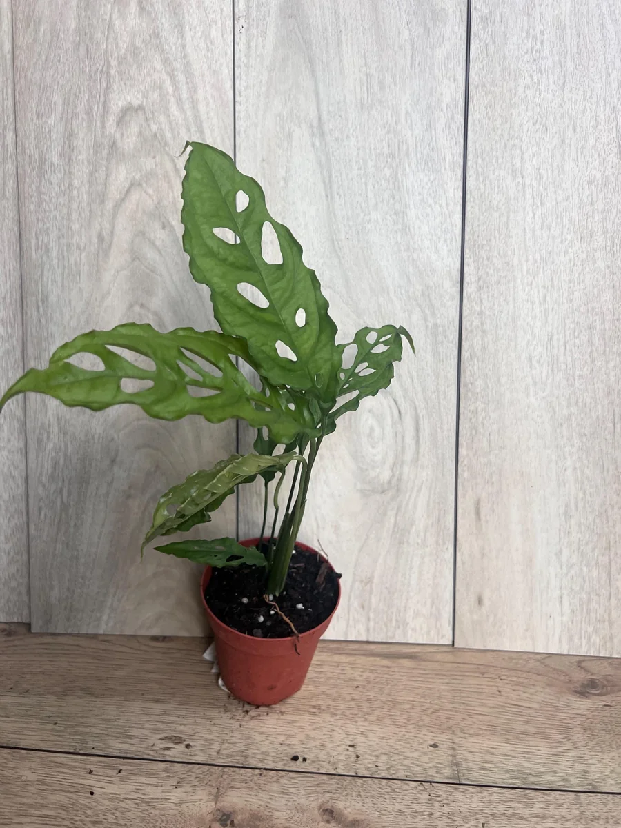 Monstera Obliqua Peru Live Plant – 4 inch Pot – Rare Tropical Houseplant - Image 7