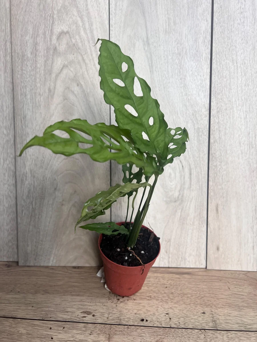 Monstera Obliqua Peru Live Plant – 4 inch Pot – Rare Tropical Houseplant - Image 8