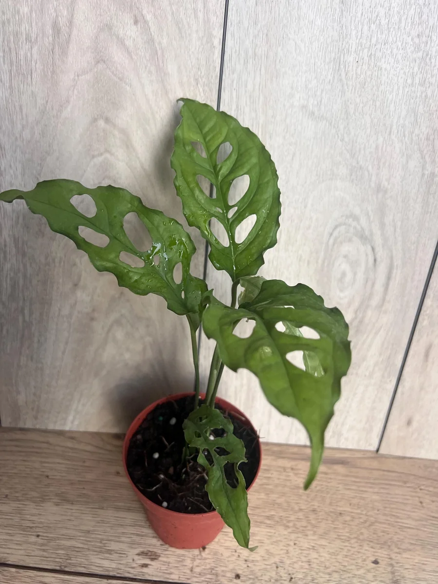 Monstera Obliqua Peru Live Plant – 4 inch Pot – Rare Tropical Houseplant - Image 9