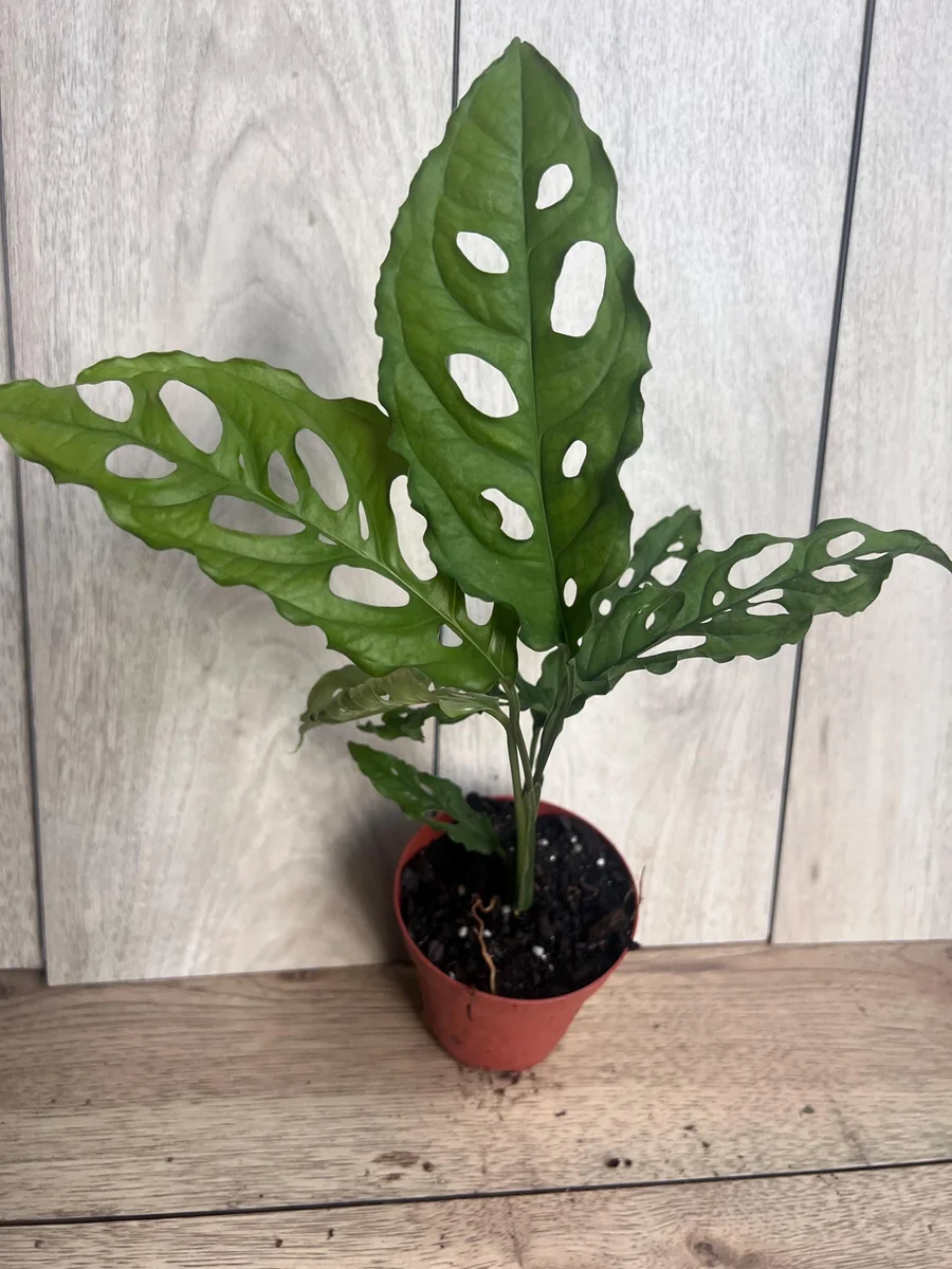 Monstera Obliqua Peru Live Plant – 4 inch Pot – Rare Tropical Houseplant - Image 1