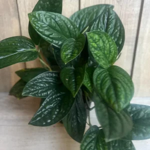 Monstera Peru Live Plant – 6 inch Pot – Rare Indoor Houseplant - Image 3