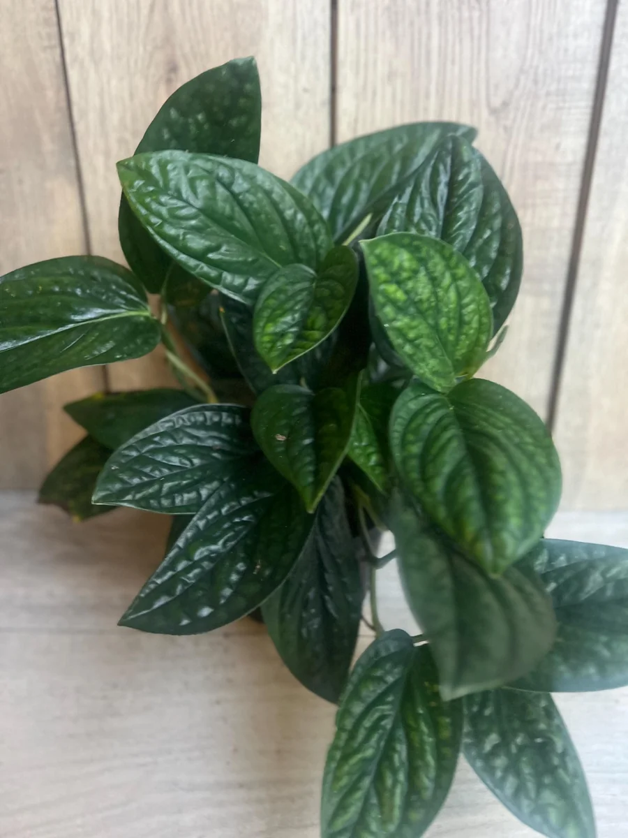 Monstera Peru Live Plant – 6 inch Pot – Rare Indoor Houseplant - Image 3