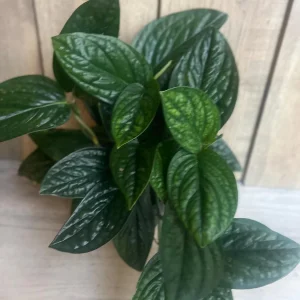 Monstera Peru Live Plant – 6 inch Pot – Rare Indoor Houseplant - Image 4