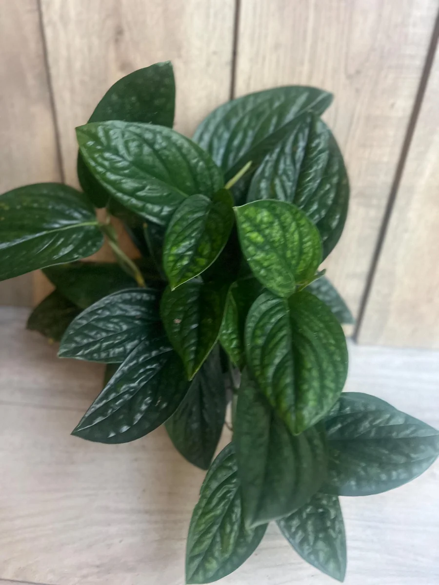 Monstera Peru Live Plant – 6 inch Pot – Rare Indoor Houseplant - Image 4