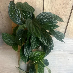 Monstera Peru Live Plant – 6 inch Pot – Rare Indoor Houseplant - Image 5