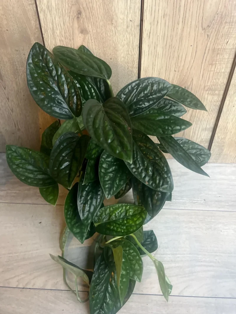 Monstera Peru Live Plant - 6 inch Pot - Rare Houseplant